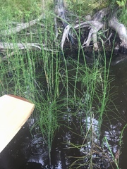 Equisetum fluviatile
