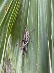 Schistocerca americana