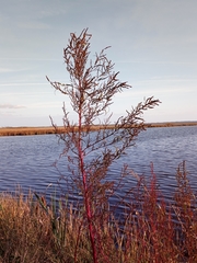 Amaranthus cannabinus