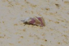 Schinia regina