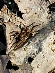 Trochosa terricola