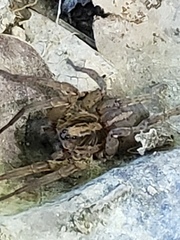 Trochosa terricola