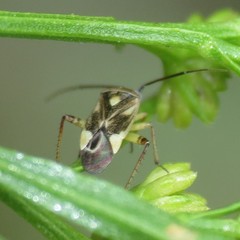 Polymerus
