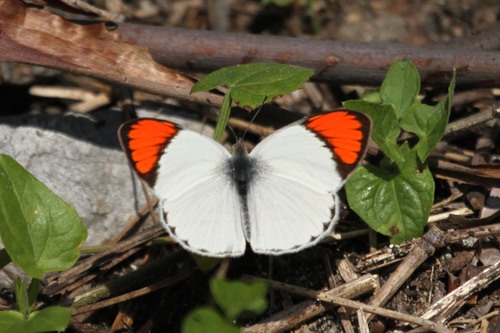 Round-winged Orange Tip