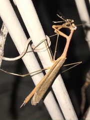Bistanta mexicana