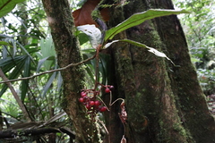 Ardisia brenesii