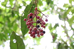 Ardisia brenesii