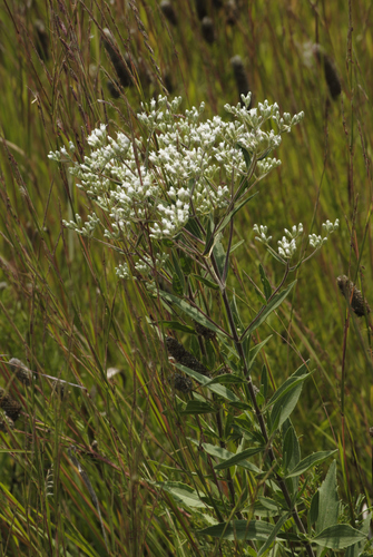 Native Boneset tall boneset | Native Nature