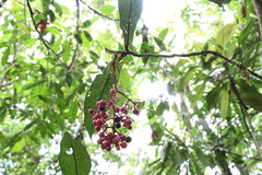 Ardisia brenesii