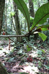 Ardisia brenesii