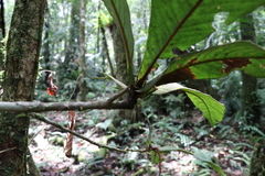 Ardisia brenesii