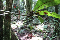 Ardisia brenesii