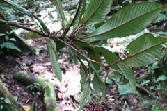 Ardisia brenesii