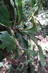 Ardisia brenesii