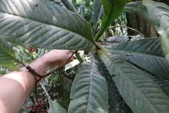 Ardisia brenesii