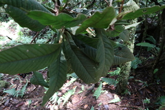 Ardisia brenesii