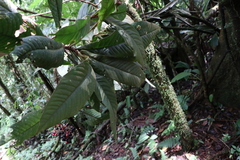 Ardisia brenesii