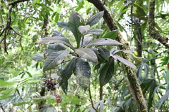 Ardisia brenesii