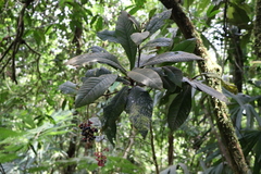 Ardisia brenesii
