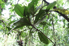 Ardisia brenesii