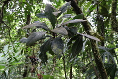 Ardisia brenesii