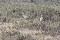 Burhinus superciliaris