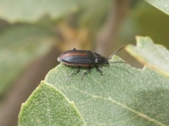 Aulacoscelis