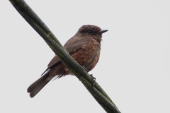 Pyrocephalus rubinus obscurus