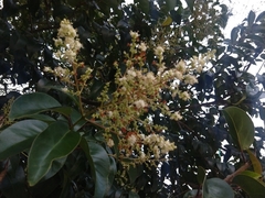 Ligustrum