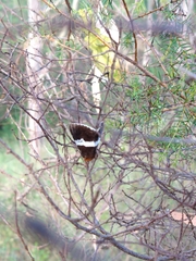 Buzara frontinus