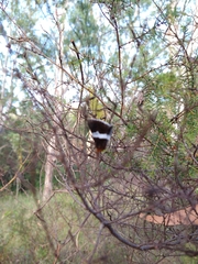 Buzara frontinus