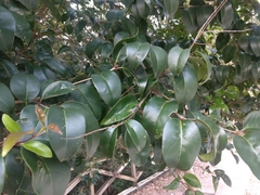 Ligustrum