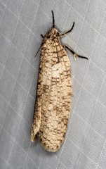 Lepidoscia euryptera