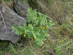 Veronica stricta macroura
