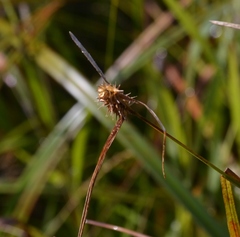 Carex flava