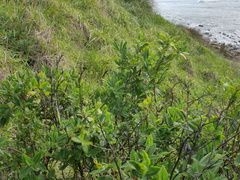 Veronica stricta macroura