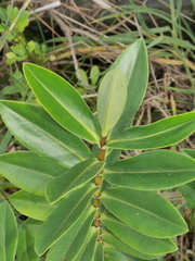 Veronica stricta macroura
