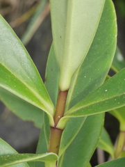 Veronica stricta macroura