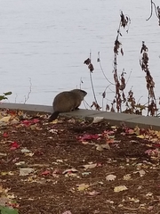 Marmota monax