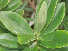 Veronica stricta macroura