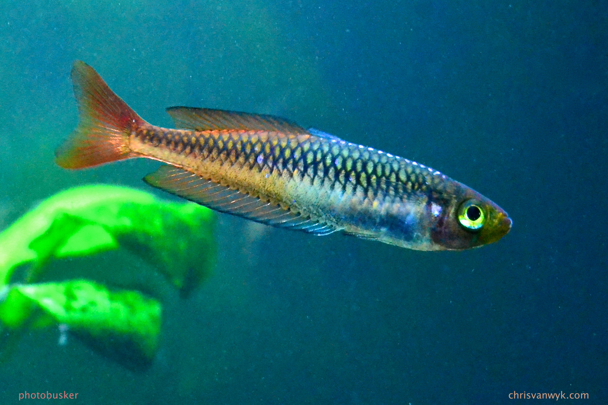 Ornate Rainbowfish (Rhadinocentrus ornatus) · iNaturalist