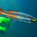Ornate Rainbowfish - Photo (c) Chris Van Wyk, some rights reserved (CC BY-NC-ND)