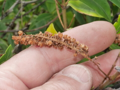 Veronica stricta macroura