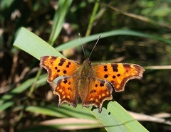 Polygonia c-album