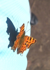 Polygonia c-album