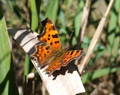 Polygonia c-album