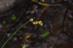 Carex projecta