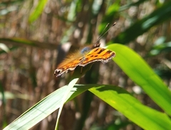 Polygonia c-album