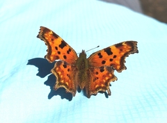 Polygonia c-album