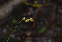 Carex projecta